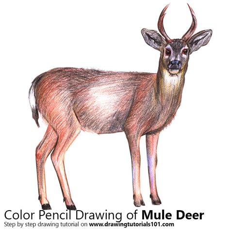 Mule Deer Deer Colored Pencils
