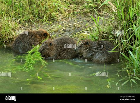Three Beavers Hi Res Stock Photography And Images Alamy
