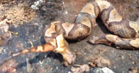 97 of them, in fact! Snake With Head Cut Off Bites Its Own Tail | ThatViralFeed