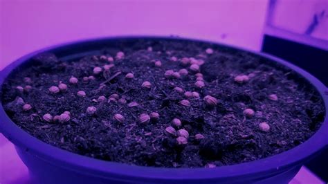 Variety is the spice of life, but spice is the basis for variety in our daily meals. Growing Coriander from seed Time Lapse - YouTube