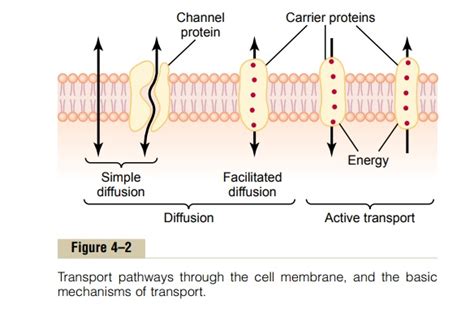 We did not find results for: Diffusion Through the Cell Membrane