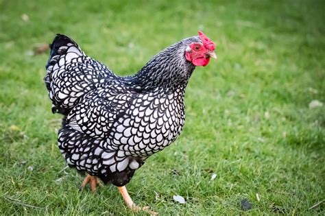 Of all small breeds of chicken in the world, these are the top 10 smallest chicken breeds: 5 Best Dual Purpose Chicken Breeds (For Meat and Eggs ...