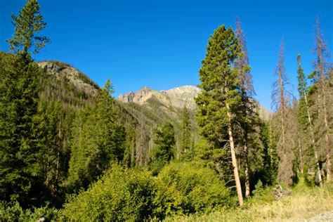 Pine Trees In Mountains Free Stock Photo Public Domain Pictures