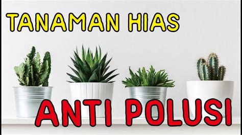 2020,tanaman hias yang lagi populer,harga tanaman hias,tanaman hias trend 2020,trend tanaman hias 2021. Ini Dia! 50+ Tanaman Bunga Yang Lagi Trend Saat Ini Super ...