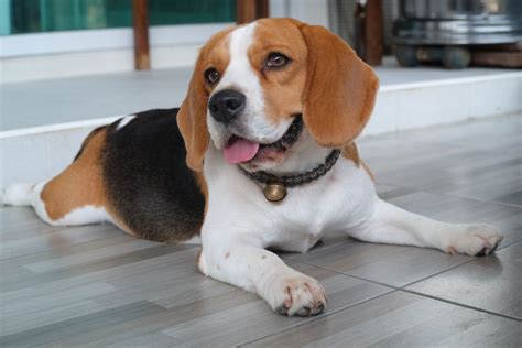 How To Identify A Purebred Beagle A Complete Guide
