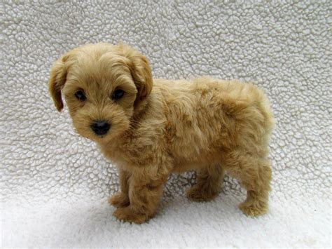 Check spelling or type a new query. Growing Puppies - Virginia Schnoodle Breeder ...
