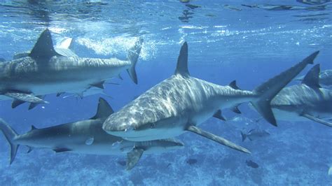 Local Waters Host Array Of Interesting Sharks — Ecori News