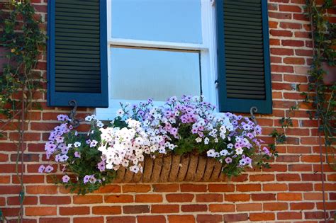 With shutters, you can use a wider window box and it will also look nice. Pin by Kim Bailey on gardening ideas | Window box flowers ...