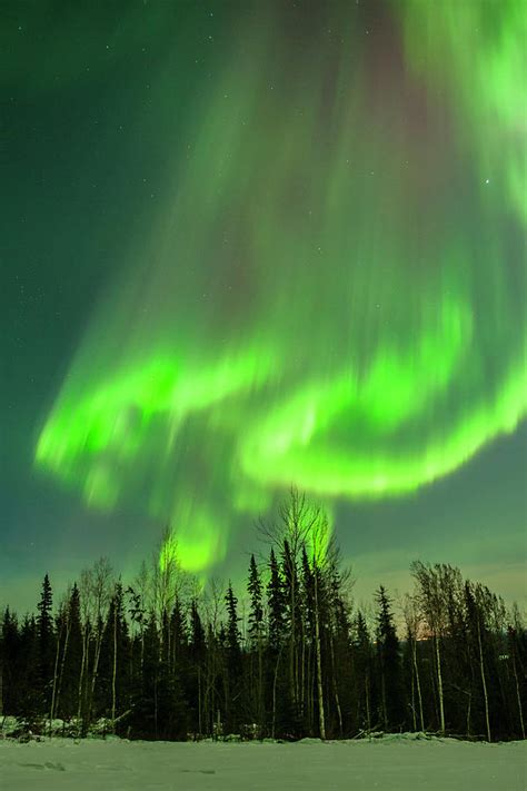 Usa Alaska Aurora Borealis Over Forest Photograph By Jaynes Gallery