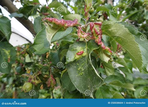 Rosy Leaf Curling Apple Aphids Dysaphis Devecta Apple Tree Pest