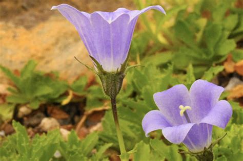In 1967, the japanese ministry of health, labour and welfare approved four kampo medicines for reimbursement under the national health insurance (nhi) program. 岩桔梗 いわぎきょう — 山野草図鑑―山野妖精花譜―