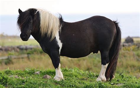 Shetland Pony Wikipedia