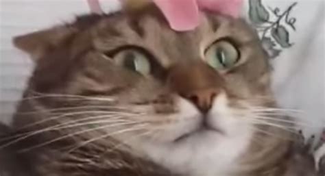 This Cat Has The Funniest Reaction To A Flower Scoopnest