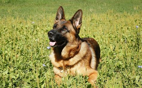 Dog German Shepherd · Free Photo On Pixabay
