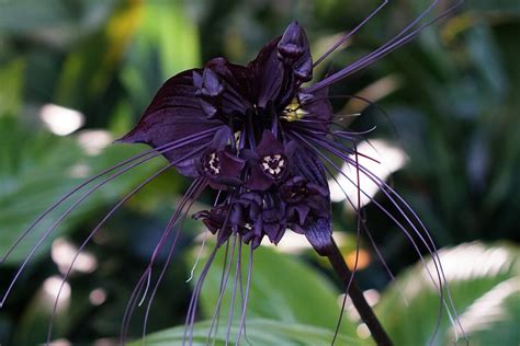 Maybe you would like to learn more about one of these? The Black Bat Flower • Insteading