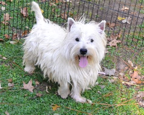 Dimaho West Highland White Terrier Historia Y Caracteristicas Del Westy