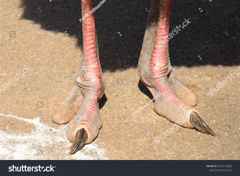 Ostrich Foot Images Stock Photos And Vectors Shutterstock