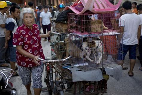 China City Holds Dog Meat Eating Festival Despite Protests The Citizen