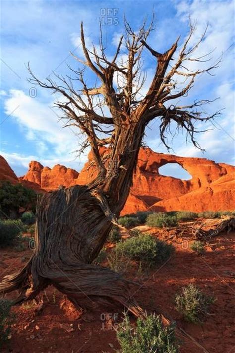 Twisted Juniper Tree In Arches National Park Utah Usa Stock Photo