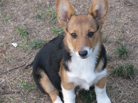 The teacup corgi puppies for sale can easily. Pembroke Welsh Corgi Puppies For Sale | Tuscarawas County, OH #281127