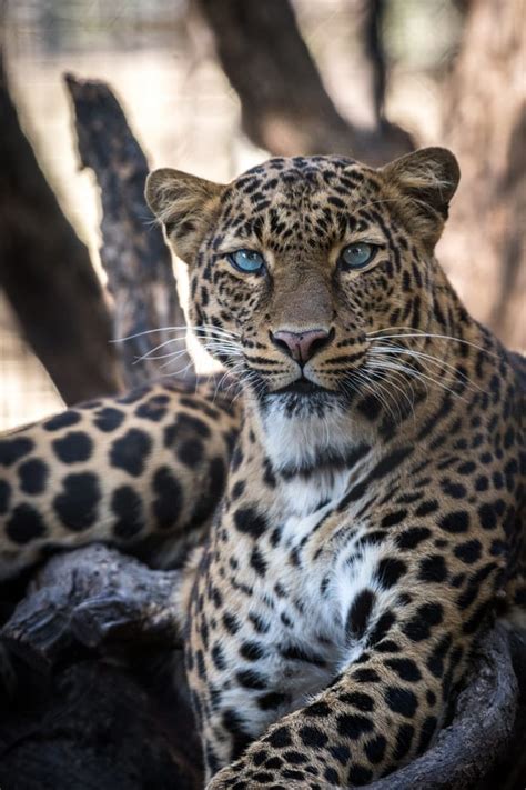La Différence Entre Léopard Guépard Et Jaguar Expliquée South