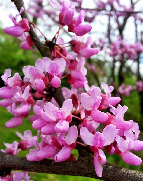 Cercis Canadensis Eastern Redbud This Tree Grows 20 30 Tall And Has