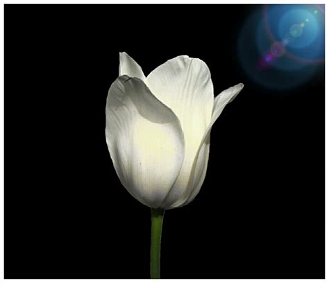 Tulipano Bianco | JuzaPhoto