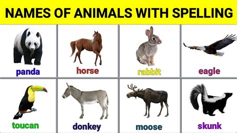 Names Of Animals With Spelling Flashcards Youtube