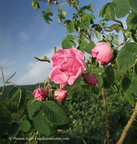 A rose is a woody perennial flowering plant of the genus rosa, in the family rosaceae, or the flower it bears. Rose Otto Bulgaria 10% - Organic | Ancient Ways Botanicals