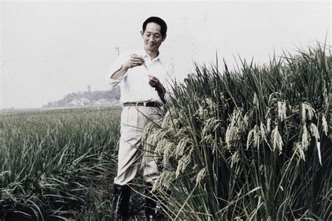 China's 'father of hybrid rice' died at 1.07 pm beijing time in a hospital in changsha, hunan province, broadcaster cgtn said citing the medical center. Feeding The World With Hybrid Rice: Prof Yuan Longping ...