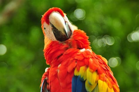 Fotos Gratis Pájaro Rojo Pico Fauna Plumaje Lorikeet Pájaro