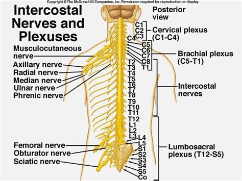 Intercostal Nerves And Plexuses Plexus Products Brachial Median Nerve