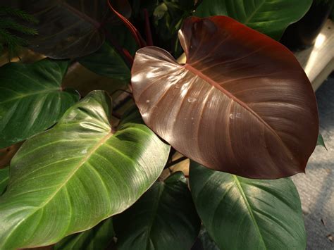 Philodendron Home And Garden Information Center