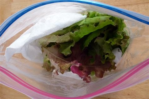 Harvesting And Storing Lettuce — The Wine Box Gardener