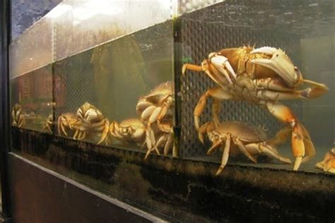 The farm is situated in the natural habitat of this is the best method of shrimp farming because it is the most financially rewarding method due to. Crabs can become cannibalistic when living in close ...