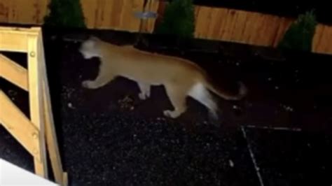 Cougar Spotted Walking Through Backyard In Renton Highlands
