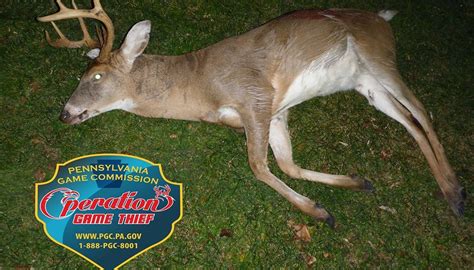 Pa Game Commission Says 8 Point Buck Killed Illegally In York County