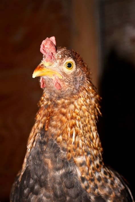 Teenytinydinosaurfarm — Curly Chicken Poultry Breeds Raising