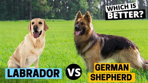 Labrador Vs German Shepherd Which Is Better Youtube