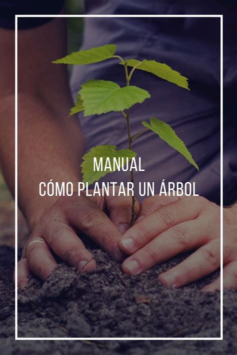 Manual Cómo Plantar Un árbol