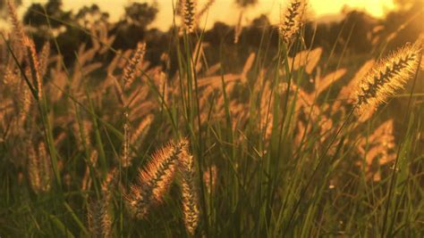 Golden Tall Grass In A Field At Sunset Stock Footage Video 6257864