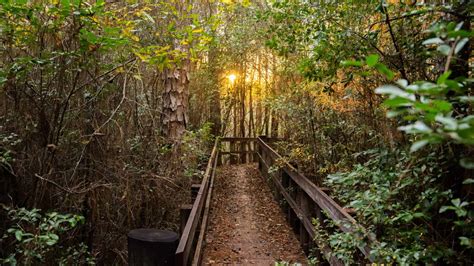 15 Scenic Trails For Hiking In Florida Florida Trippers