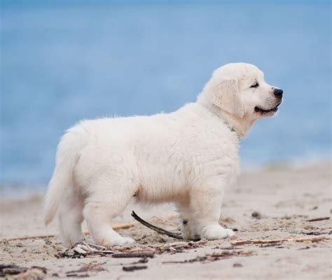 Golden retriever puppies for sale in ventura, california vet checked and ready to go! english cream golden retriever puppies - Magallanes LTD