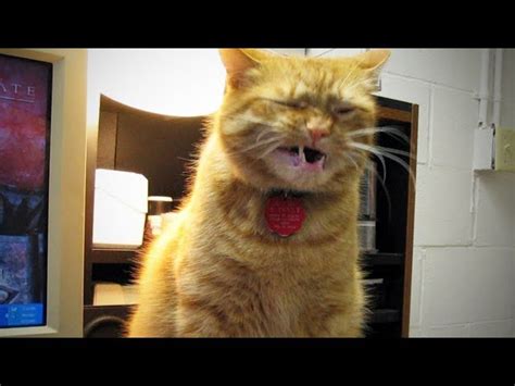 Funny Sneezing Cats Cats Cant Stop Sneezing Full Funny Pets