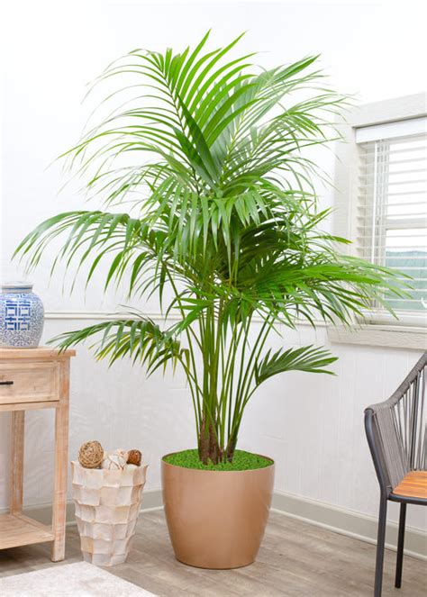 Kentia Palm Large High Quality Tropical Plants Shipped To Your Door
