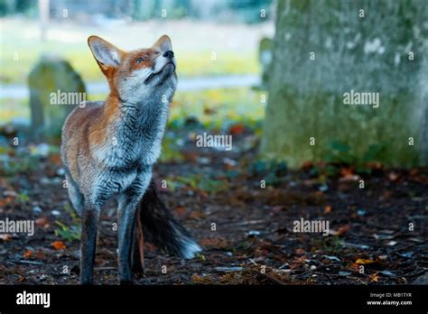 Urban European Red Fox Vulpes Vulpes Crucigera Photographed In Sutton