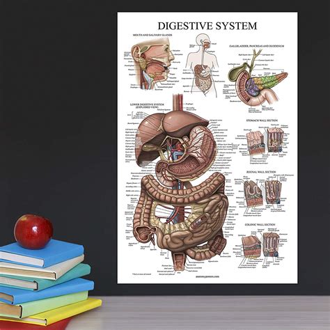 Digestive System Anatomy Posters