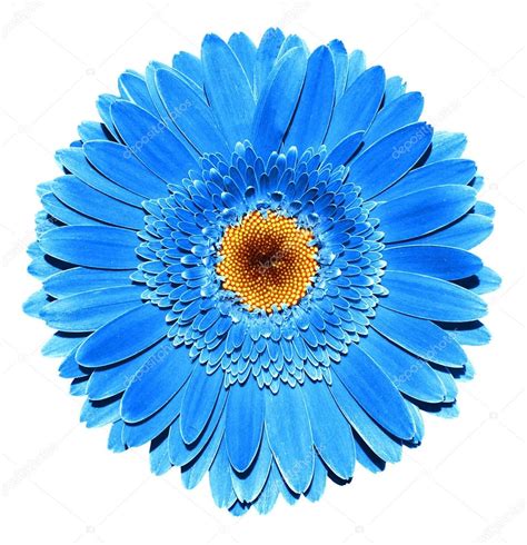 Flower blue dark blue flower dark blue dark flower flowers nature garden beautiful background scenery grass blue sky sky spring landscape fields bloom land white plains white clouds lawn fresh purple definition sea night petals blossom color plant green field colorful hyacinth high definition. Surreal dark chrome blue gerbera flower macro isolated on ...