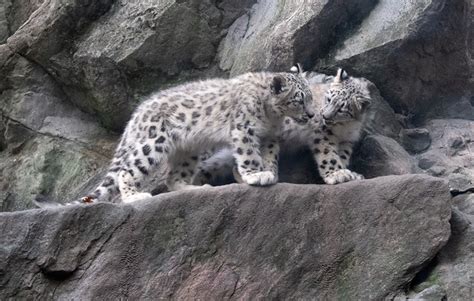 Snow Leopard Cubs Ghosts Of The Mountains Debut At The Bronx Zoo