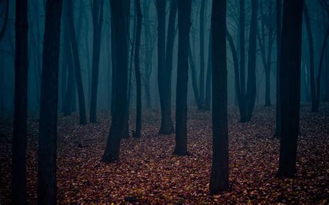Dark Forest Wallpapers Wallpaper Cave